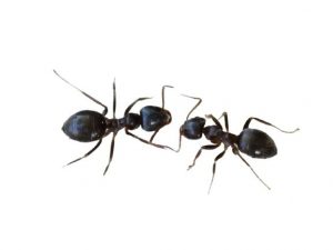 Lasius niger ant