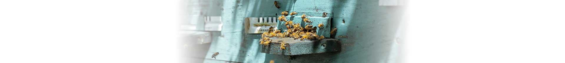 Απεντόμωση Σφήκας