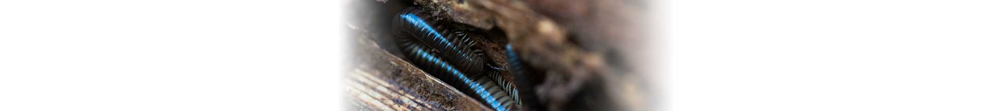 Πώς να τα αντιμετωπίσετε τα μαύρα σκουλήκια