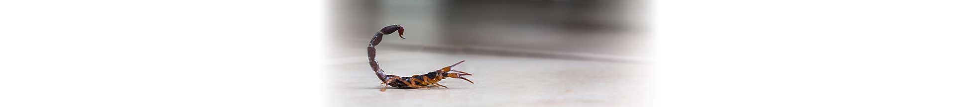 Σκορπιοί, τα παράσιτα που κάνουν και αυτά διακοπές… Στην εξοχική κατοικία σας!