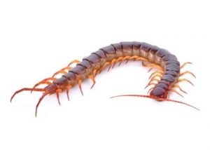 centipede