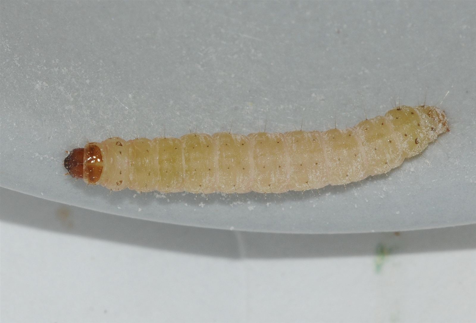 ephestia0