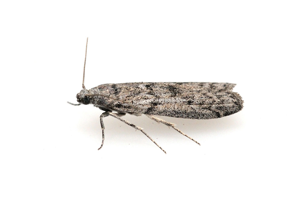 ephestia2