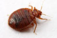 korios01