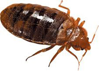 korios02