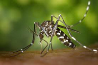 kounoupi00albopictus