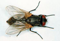miga02