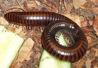 millipedes01