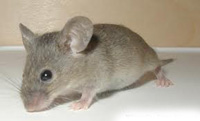 pontiki00musculus