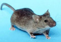 pontiki01musculus