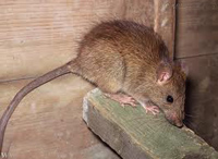 pontiki01ratus