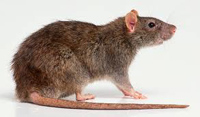pontiki02norvegicus