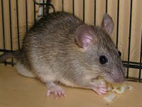 pontiki02ratus