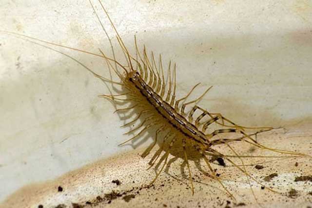 sarantapodarousa