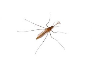culex mosquito