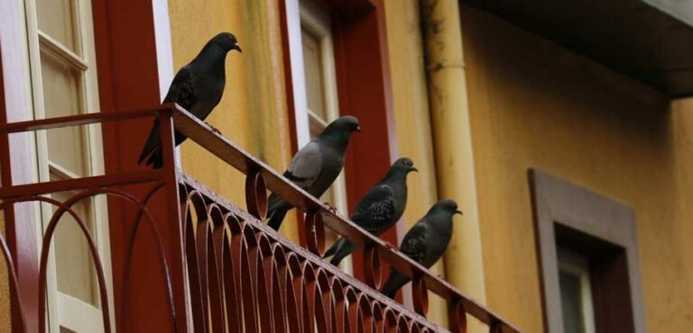 Εικαστικό με πουλιά στο μπαλκόνι, 4 περιστέρια στο κάγκελο ενός μπαλκονιού