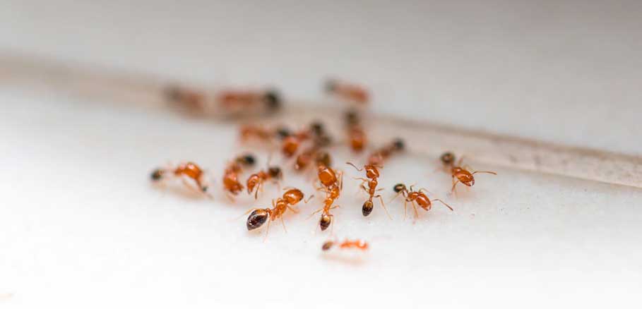 Απεντόμωση Μυρμηγκιών Θεσσαλονίκη