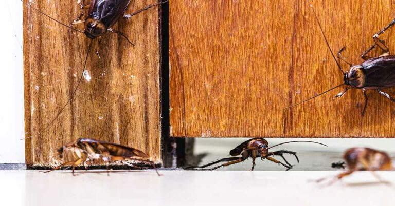 Κατσαρίδες που μπαίνουν μέσα σε ένα σπίτι τον χειμώνα