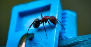 Χειμερινές εισβολές μυρμηγκιών