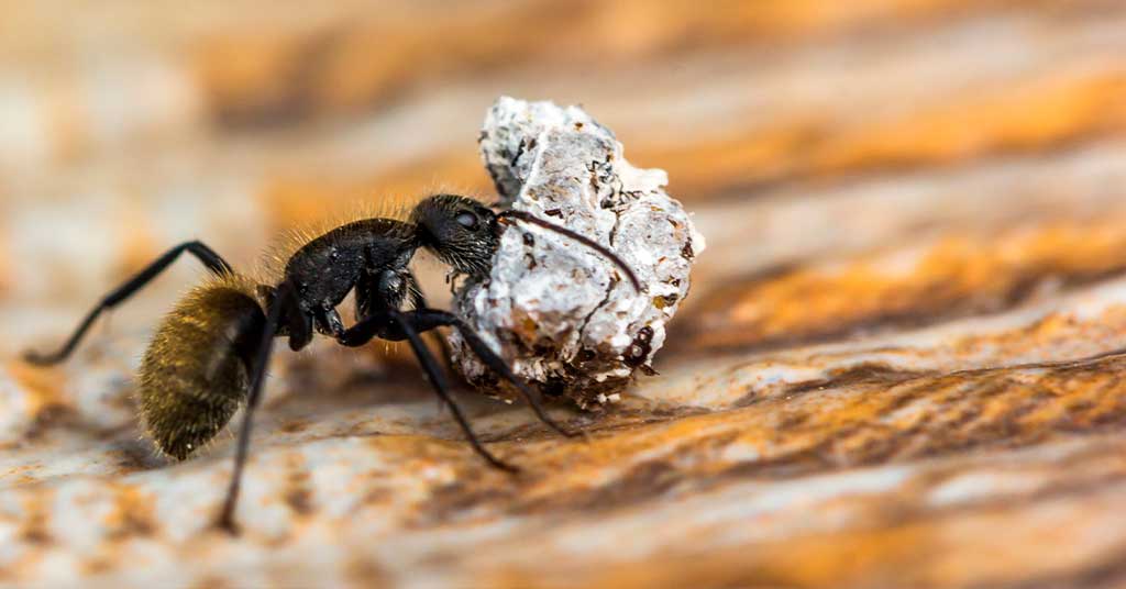 Καταπολέμηση μυρμηγκιών το χειμώνα