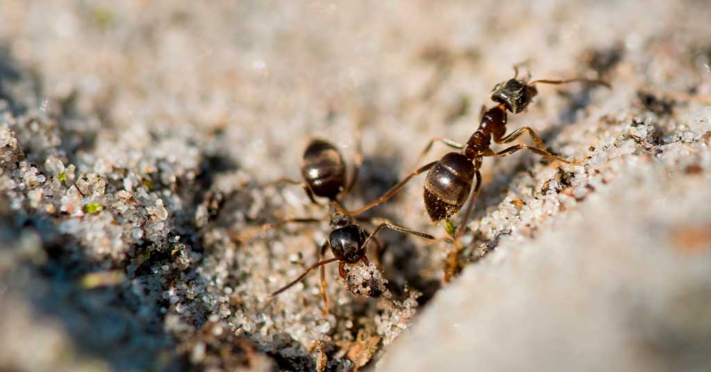 Χειμερινές εισβολές μυρμηγκιών κίνδυνοι