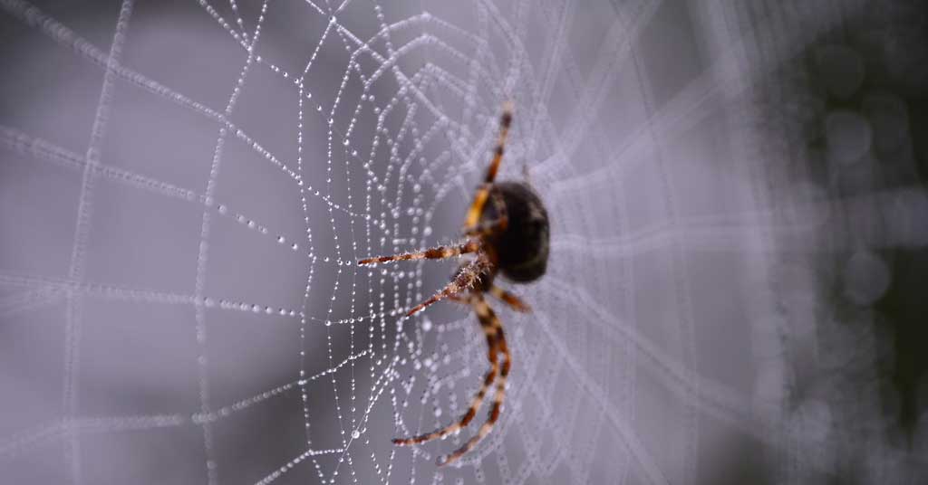 Αράχνες στο σπίτι – πώς να τις κρατήσετε μακριά