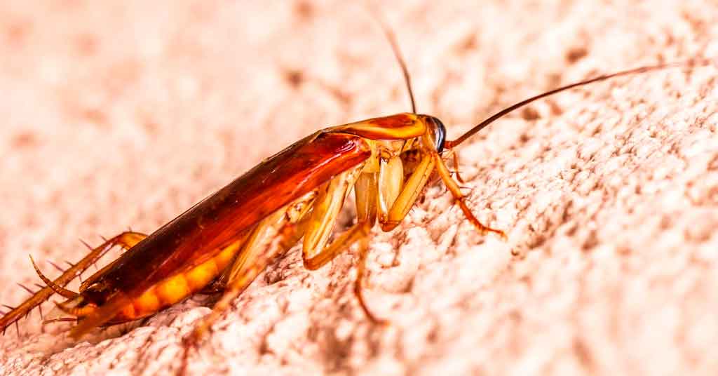 Γιατί οι κατσαρίδες είναι τόσο δύσκολο να εξαλειφθούν