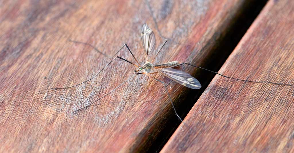 Τα κουνούπια προτιμούν συγκεκριμένους ανθρώπους 