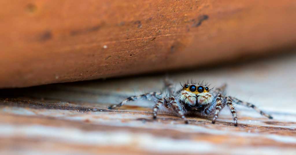 Έντομα σε ρολά και κουφώματα