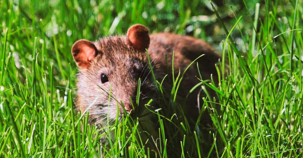 αντιμετώπιση εντόμων στο εξοχικό