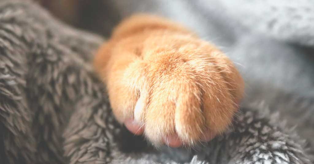 Παράσιτα από κατοικίδια ζώα