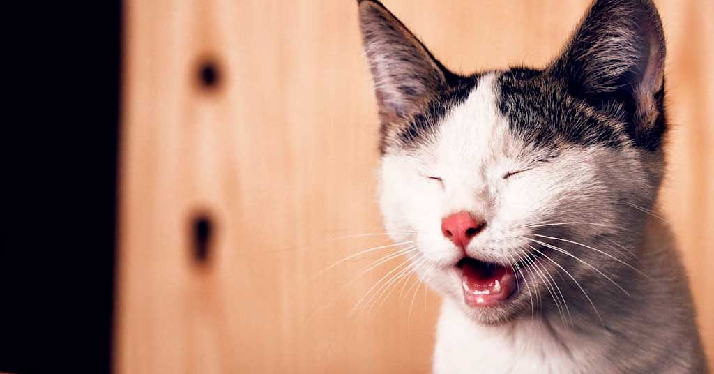 Παράσιτα και κατοικίδια