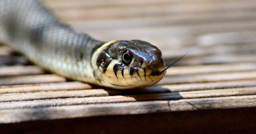 Πώς να διώξω τα φίδια από το σπίτι
