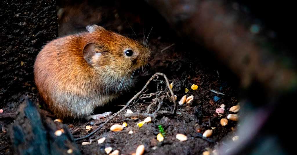 Μυοκτονία επιχείρησης - επαγγελματικού χώρου