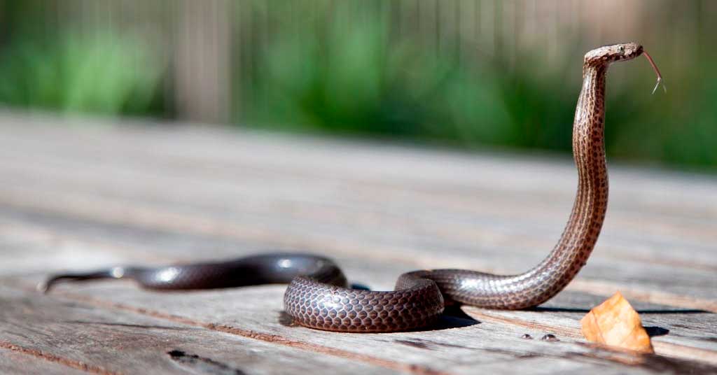 ροστασία από φίδια σε κήπους και εξοχικές κατοικίες