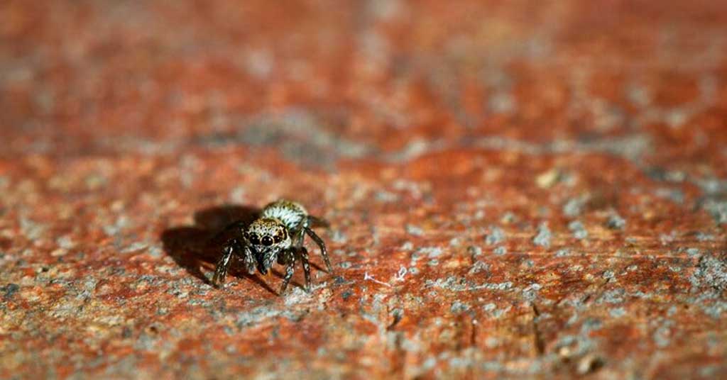 Πώς να προστατέψετε το εξοχικό σας από έντομα και τρωκτικά