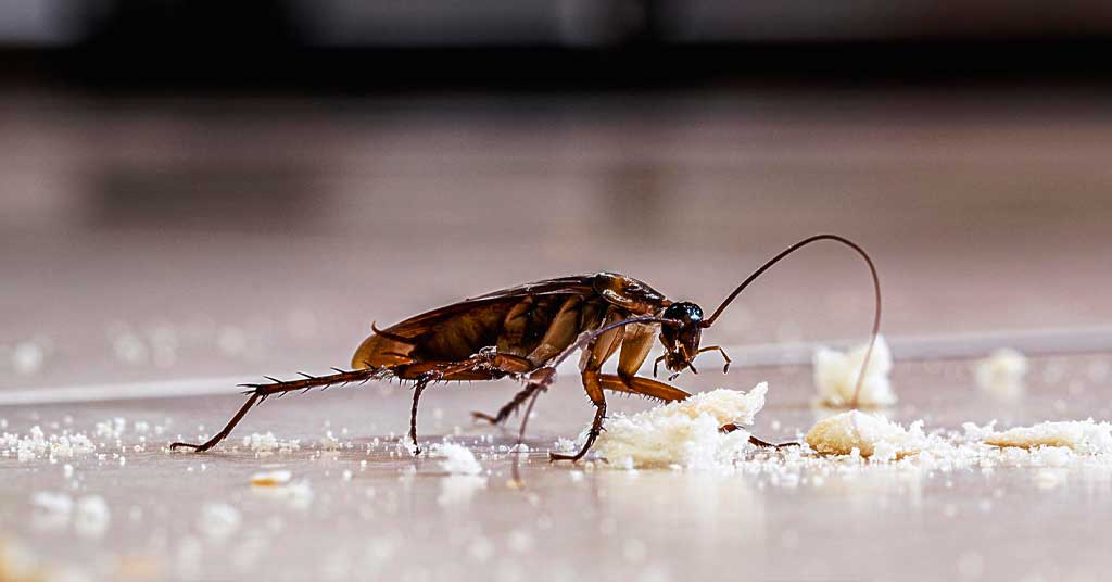 Μαύρη Κατσαρίδα που τρώει αποφάγια στο σπίτι