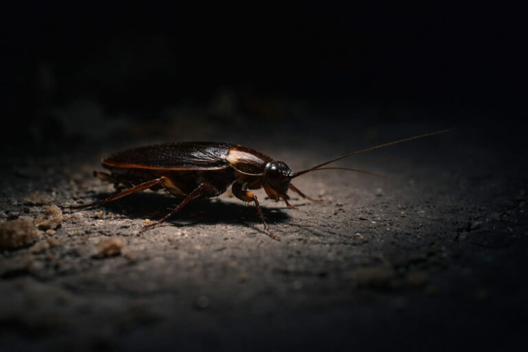 Γιατί τα έντομα εμφανίζονται τη νύχτα